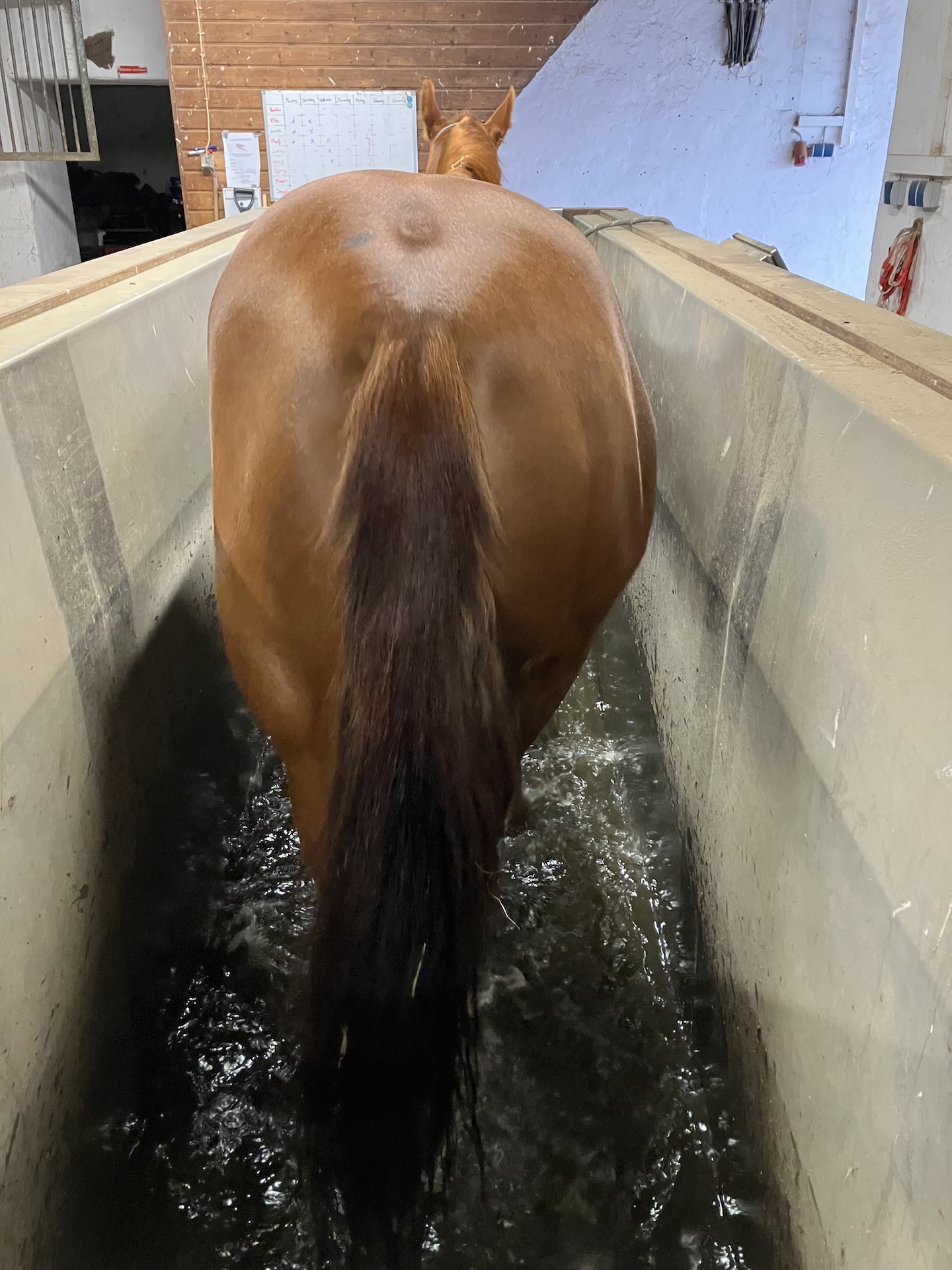 Aqua­trainer von Sascotec – Wasser­laufband für Pferde