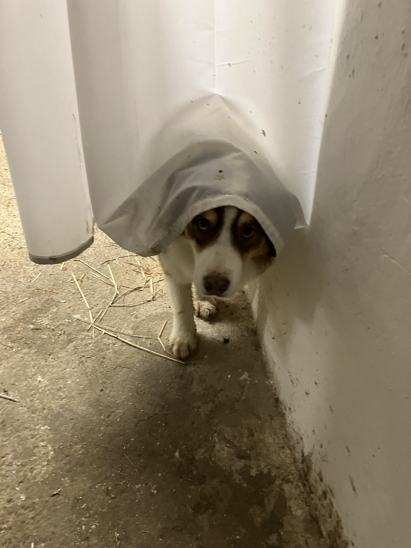 Sole­kammer für Pferde