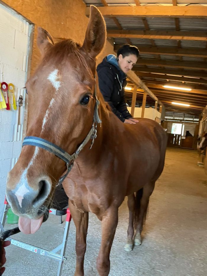 Solekammer für Pferde – Therapie bei Atemwegserkrankungen und Hautproblemen