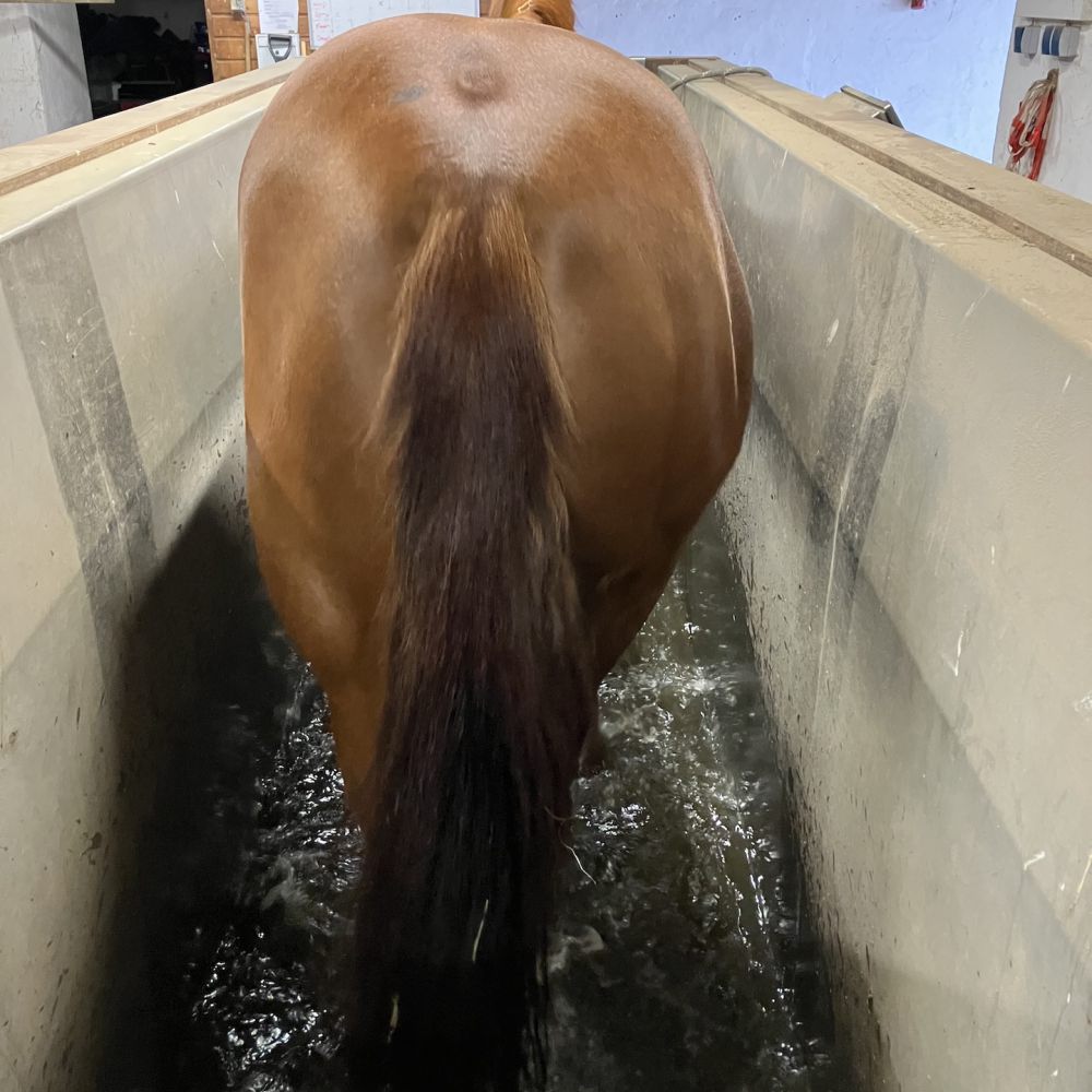 Aqua­trainer von Sascotec – Wasser­laufband für Pferde