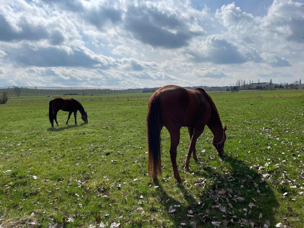 ein Pferd das seinem Leistungsstand entsprechend gut und vertrauensvoll trainiert wird