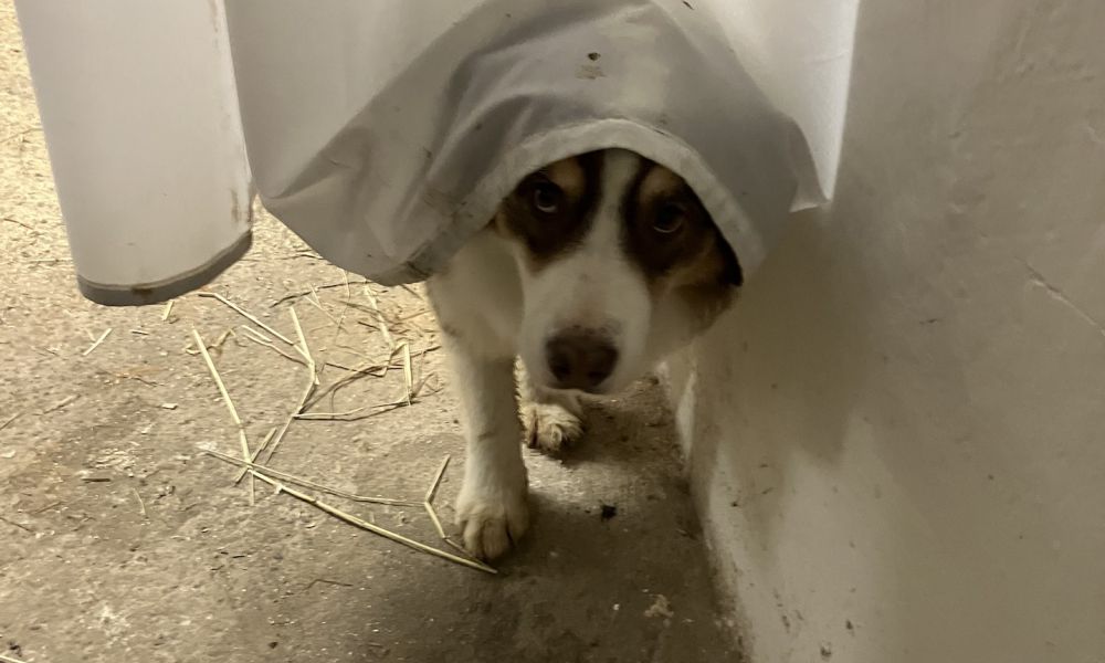 Solekammer für Pferde