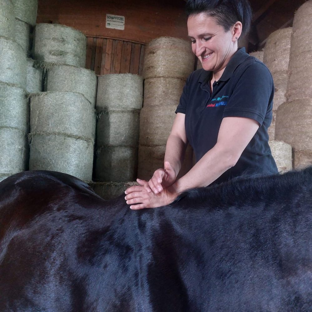 Chiropraktik für Pferde