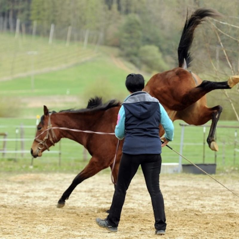 Seminare, Vorführungen und Lehrgänge für Pferde