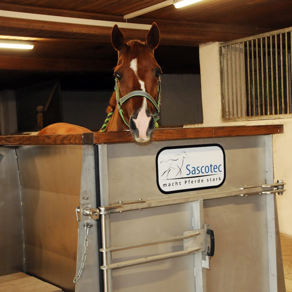 Pferd im Aquatrainer – gelenkschonendes Rehatraining in Pfeffenhausen