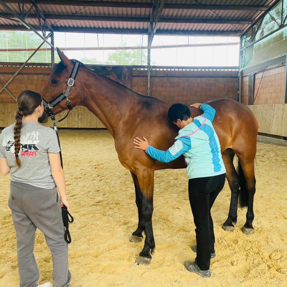 Osteopathie beim Pferd