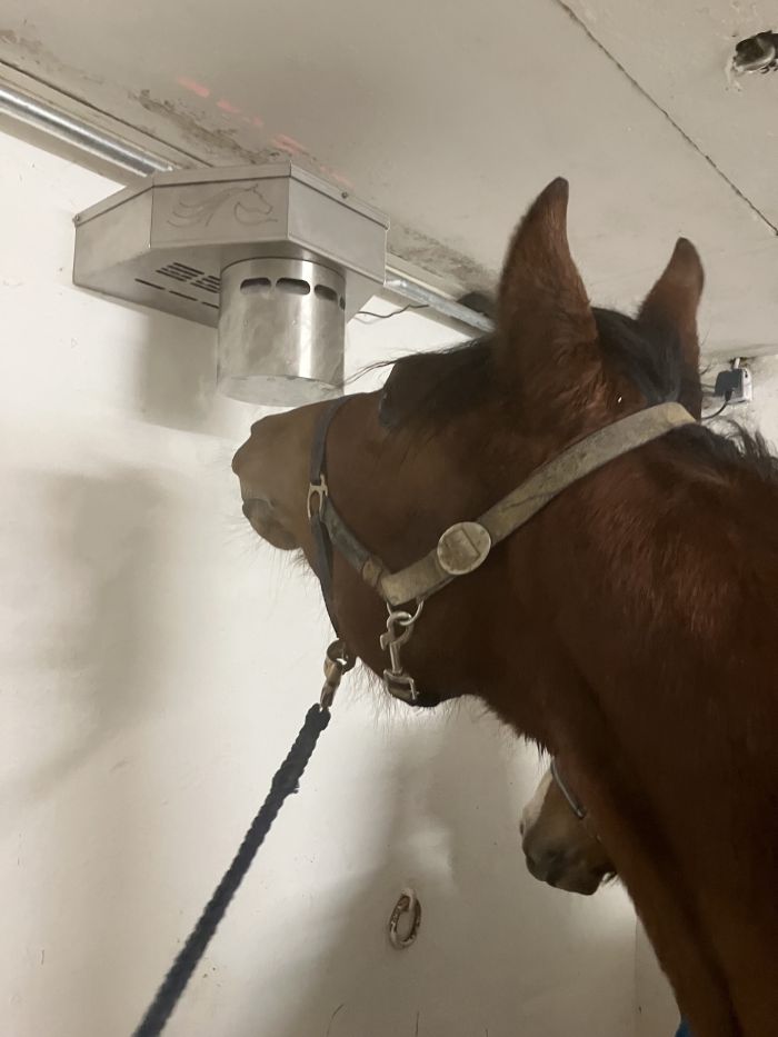 Pferd inhaliert Sole in keimfreier Ultraschall-Solekammer