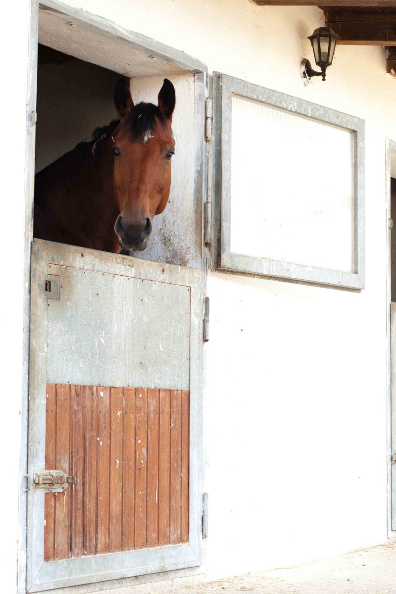 Reitanlage bietet optimale Bedingungen für Pferd und Reiter