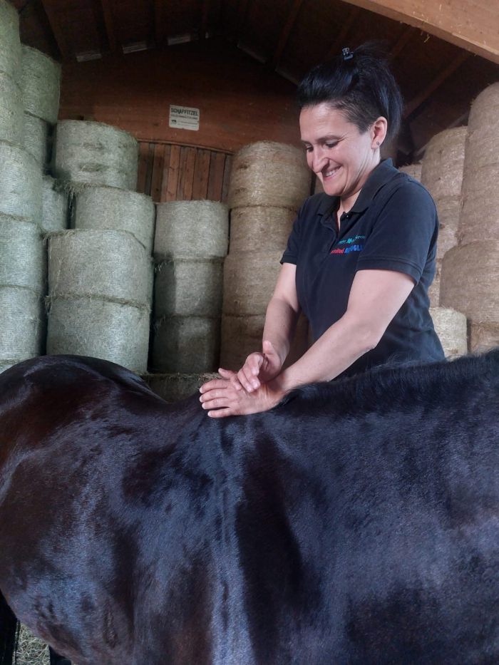 Chiropraktische Justierung eines Wirbels bei einem Pferd