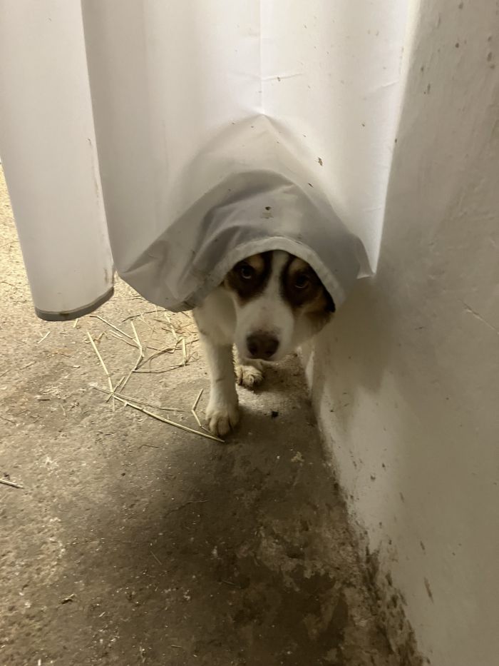 Solekammer für Pferde – Therapie bei Atemwegserkrankungen und Hautproblemen