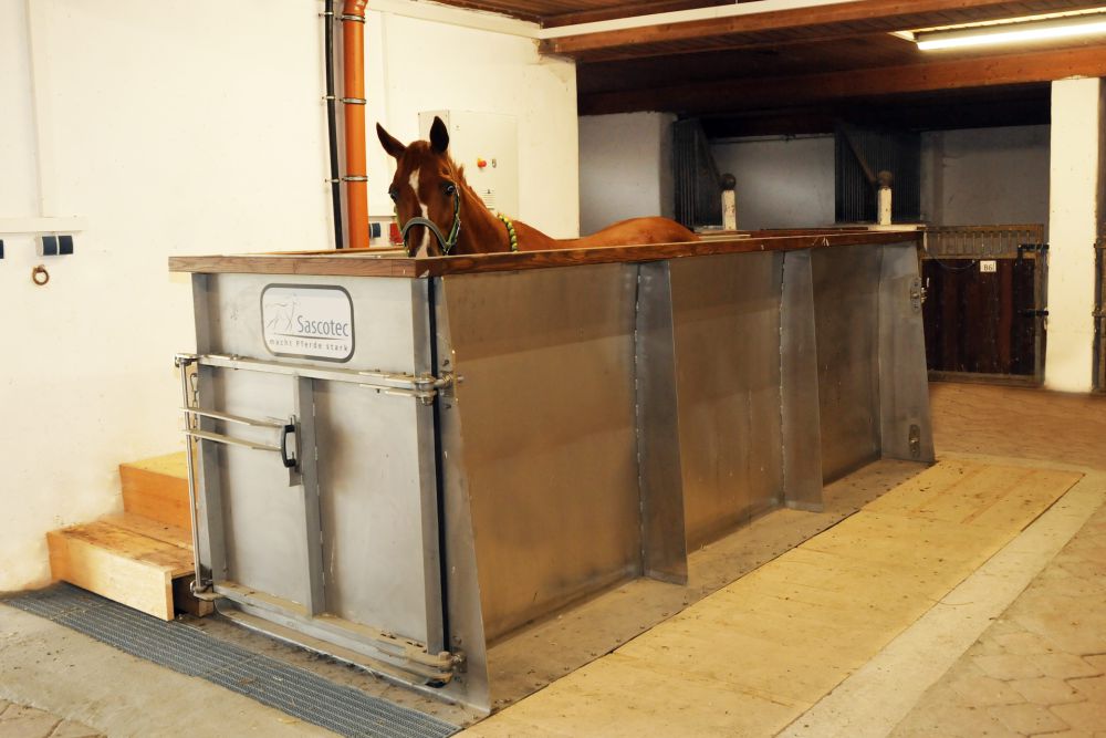 Aquatrainer von Sascotec: Pferd läuft im Wasserlaufband zur Rehabilitation