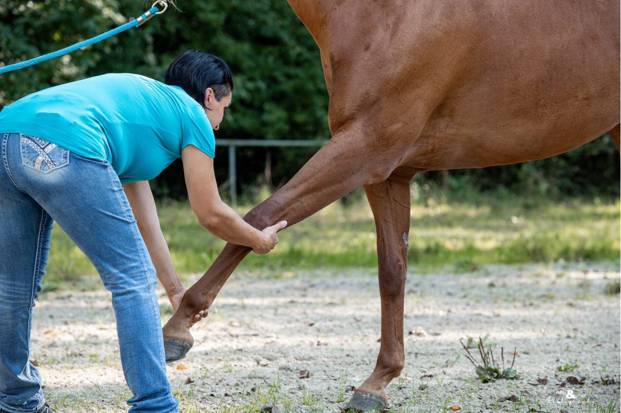 Manuelle Therapie am Pferdebein durch erfahrene Therapeutin