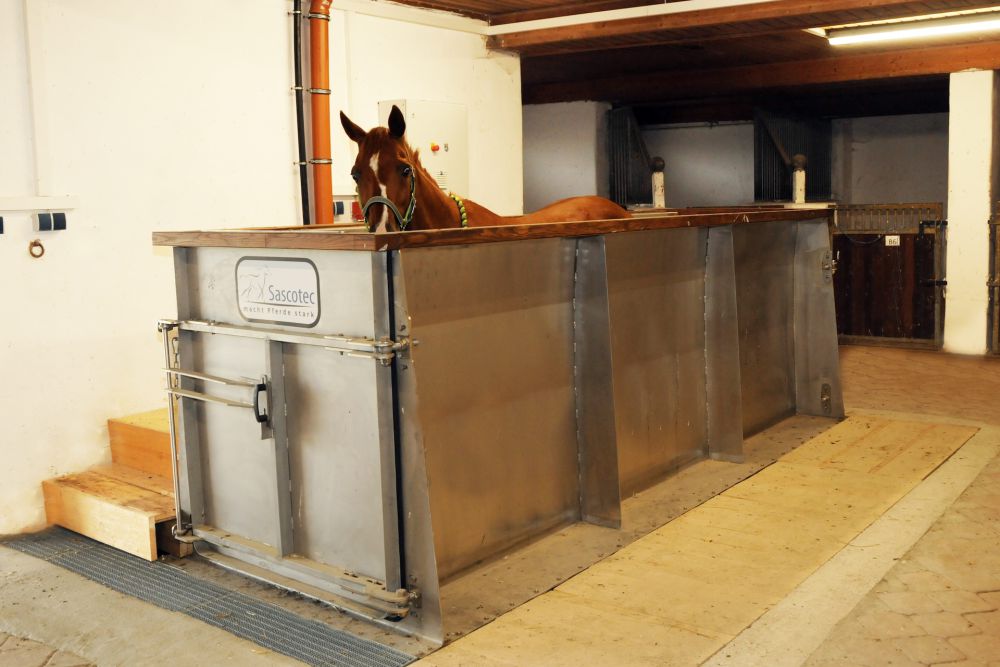 Aquatrainer von Sascotec: Pferd läuft im Wasserlaufband zur Rehabilitation